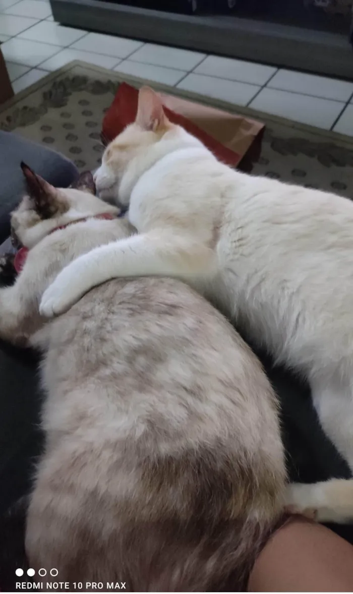 Gato ra a SRD-ViraLata idade 2 anos nome Snow
