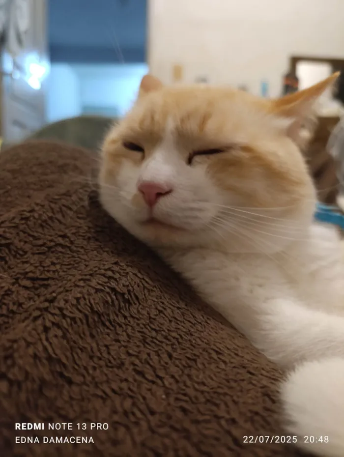 Gato ra a SRD-ViraLata idade 2 anos nome Snow