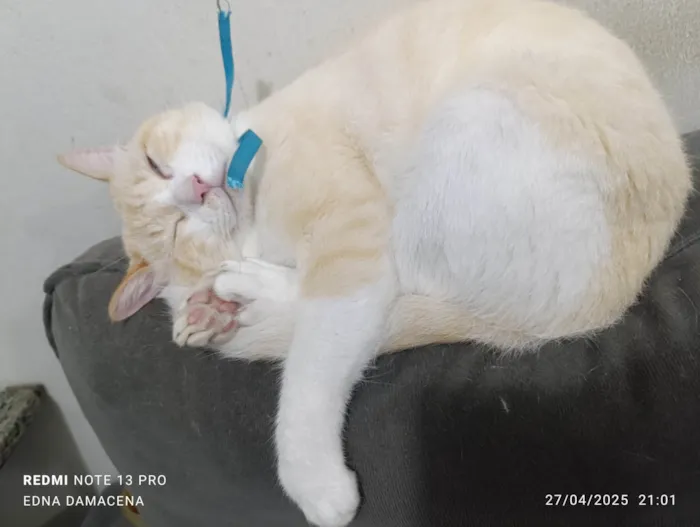 Gato ra a SRD-ViraLata idade 2 anos nome Snow