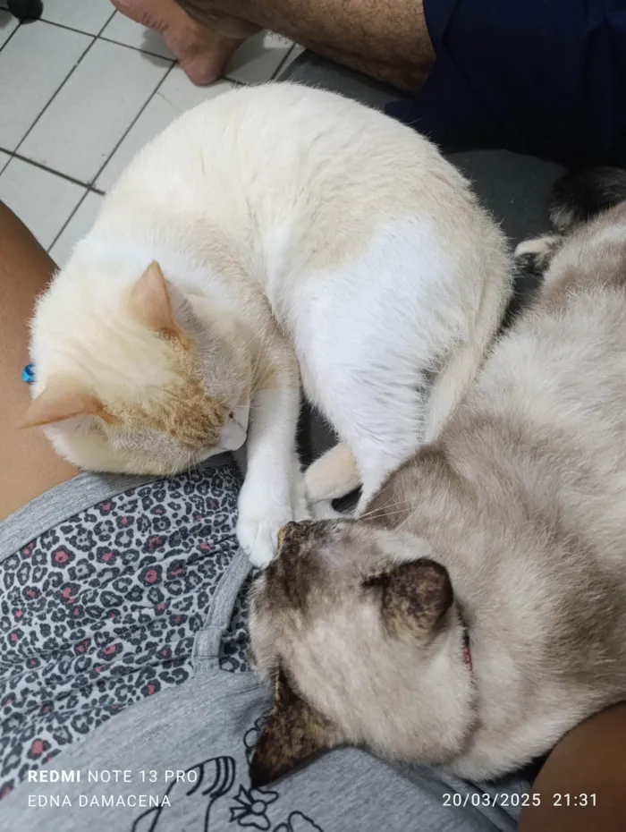 Gato ra a SRD-ViraLata idade 2 anos nome Snow
