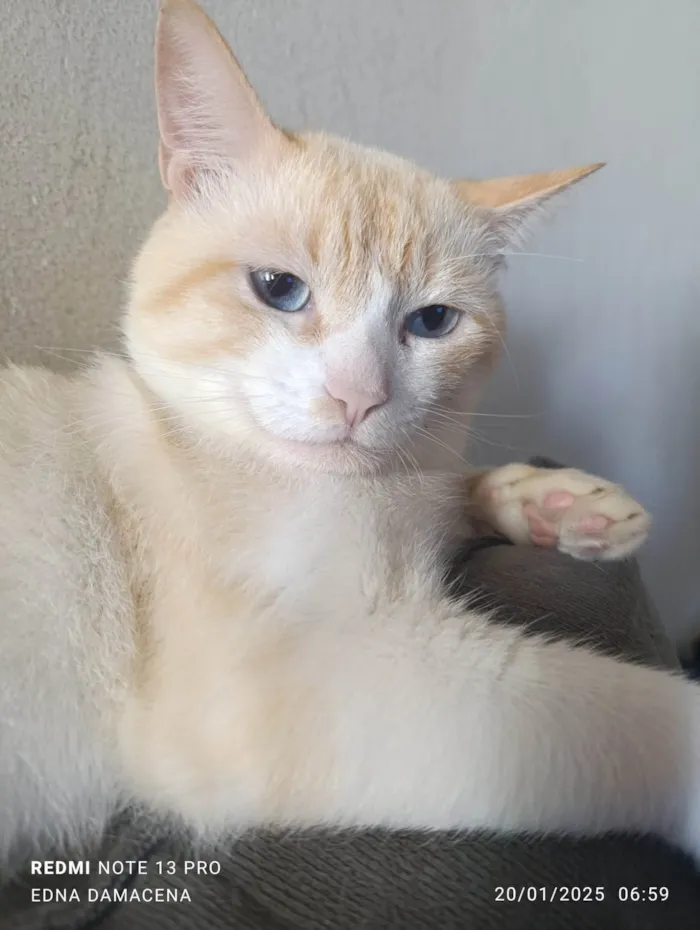 Gato ra a SRD-ViraLata idade 2 anos nome Snow