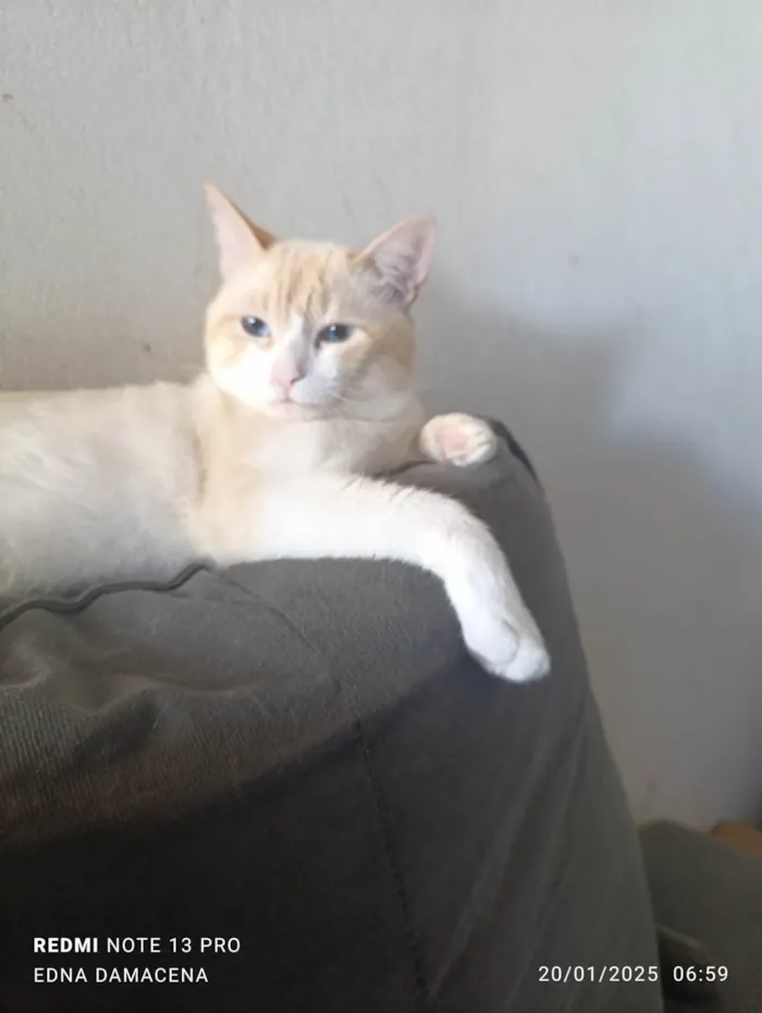 Gato ra a SRD-ViraLata idade 2 anos nome Snow