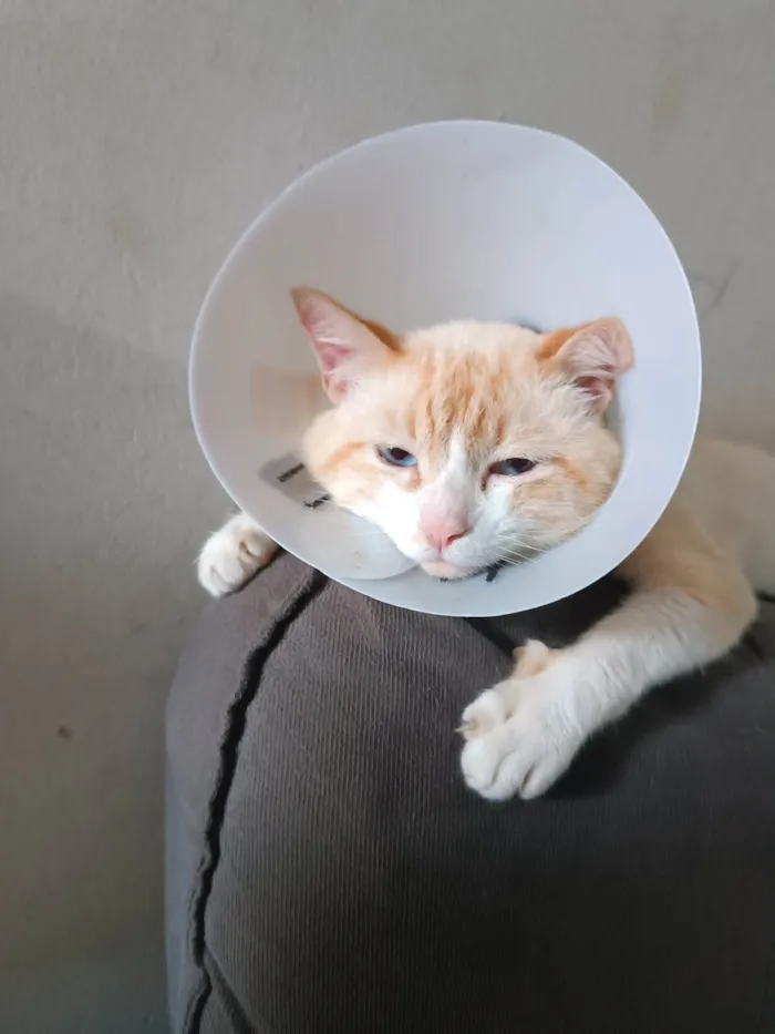 Gato ra a SRD-ViraLata idade 2 anos nome Snow