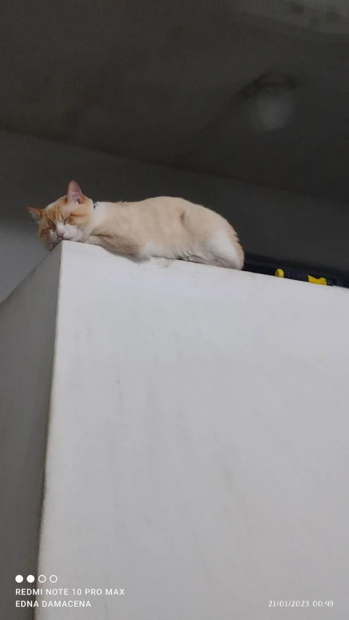 Gato ra a SRD-ViraLata idade 2 anos nome Snow