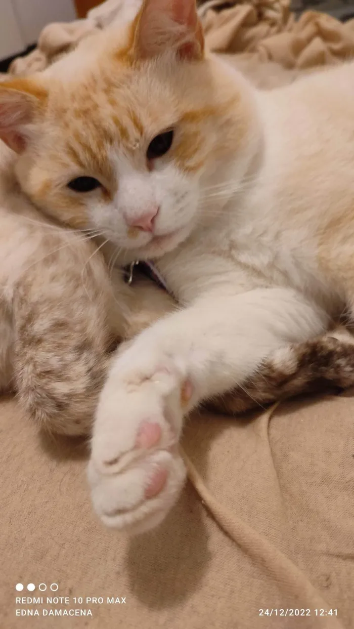 Gato ra a SRD-ViraLata idade 2 anos nome Snow