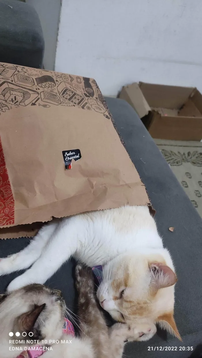 Gato ra a SRD-ViraLata idade 2 anos nome Snow