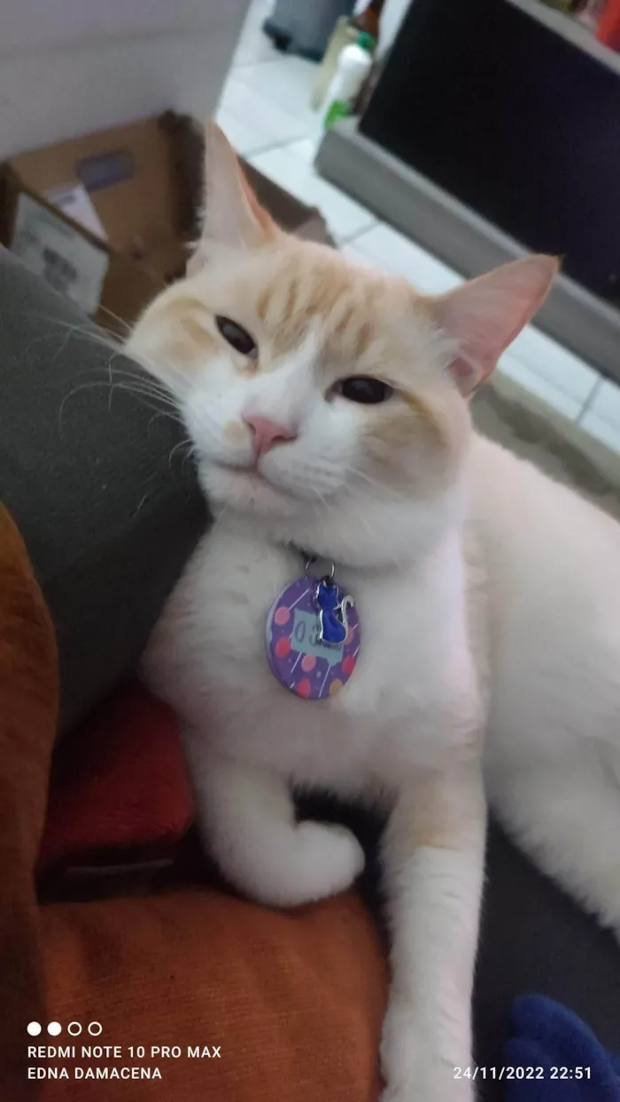 Gato ra a SRD-ViraLata idade 2 anos nome Snow
