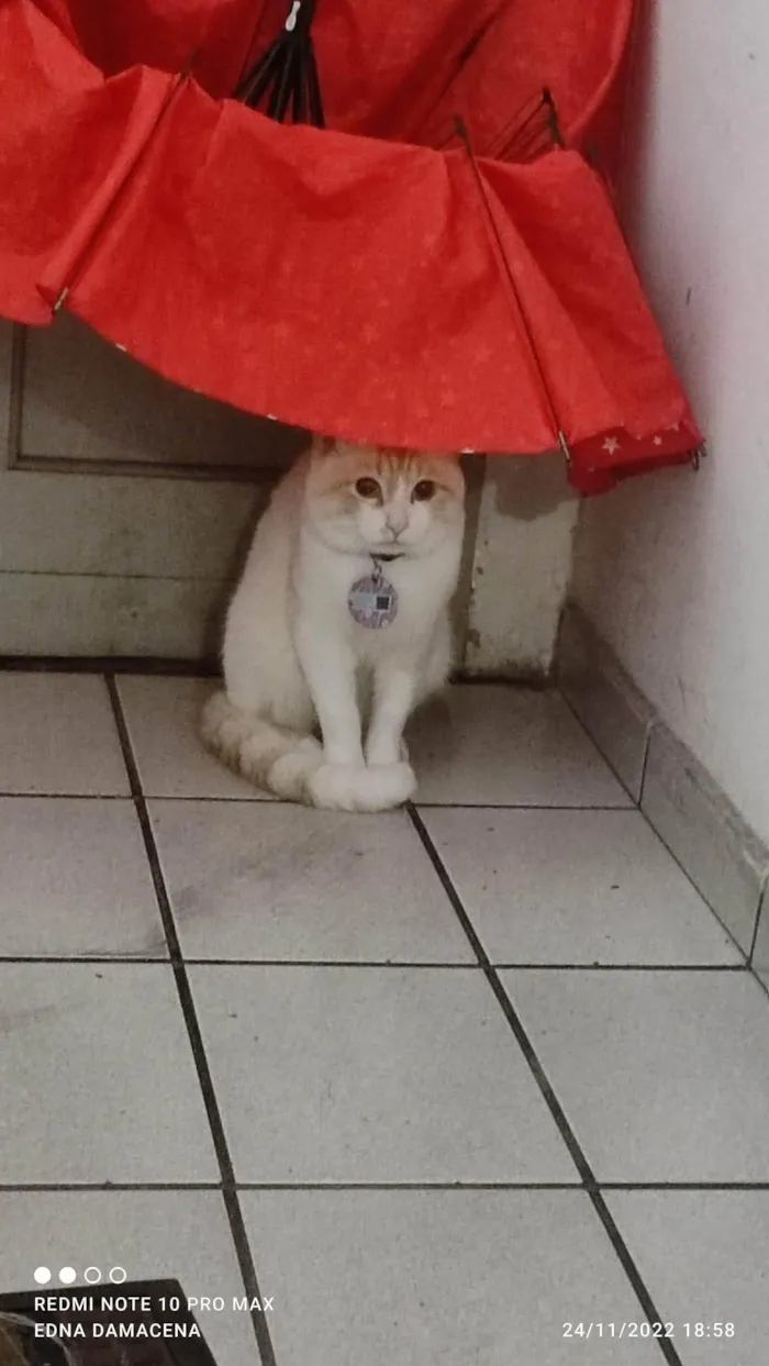 Gato ra a SRD-ViraLata idade 2 anos nome Snow