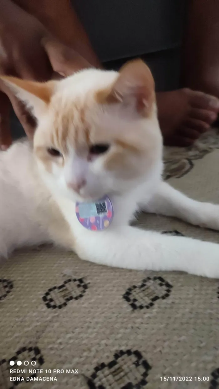 Gato ra a SRD-ViraLata idade 2 anos nome Snow