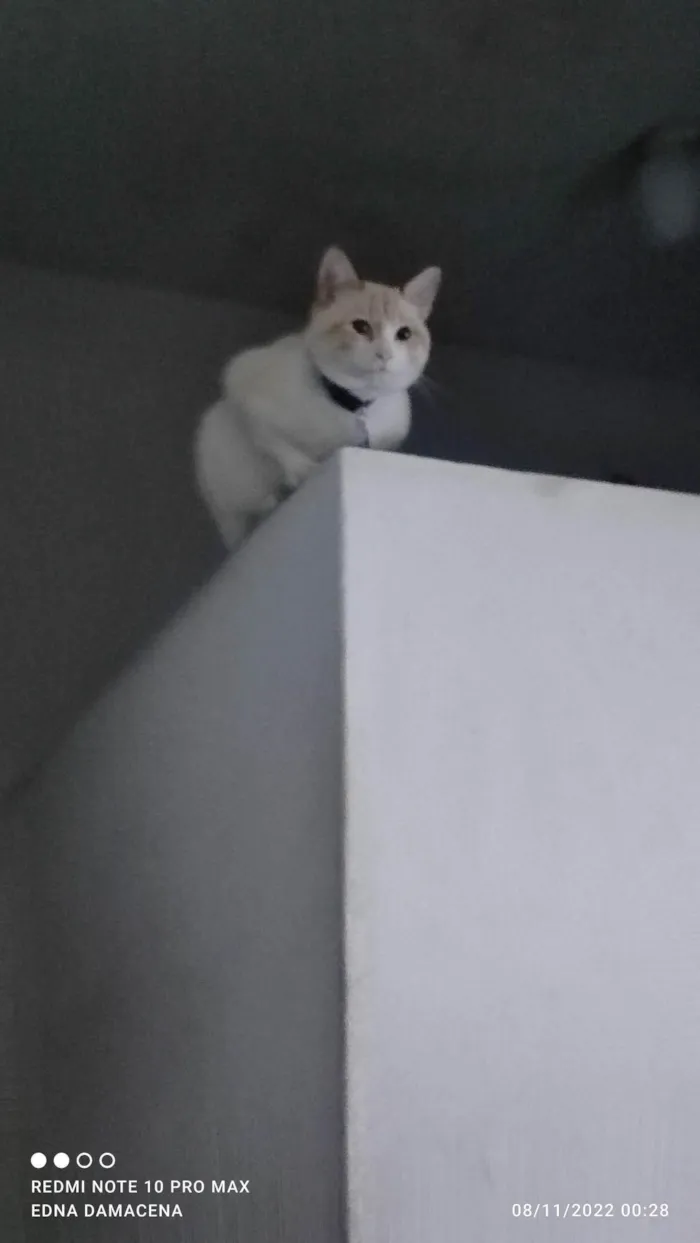 Gato ra a SRD-ViraLata idade 2 anos nome Snow