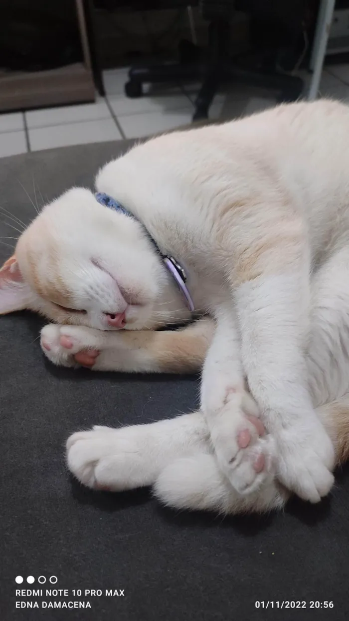 Gato ra a SRD-ViraLata idade 2 anos nome Snow