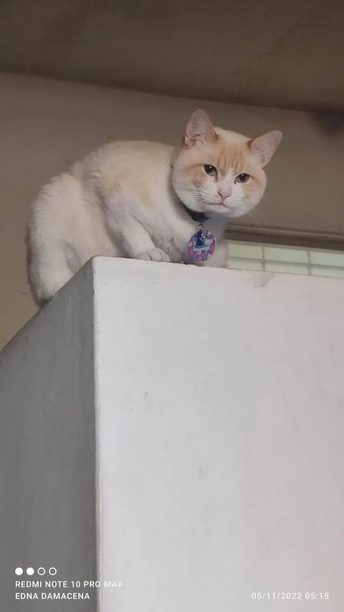 Gato ra a SRD-ViraLata idade 2 anos nome Snow