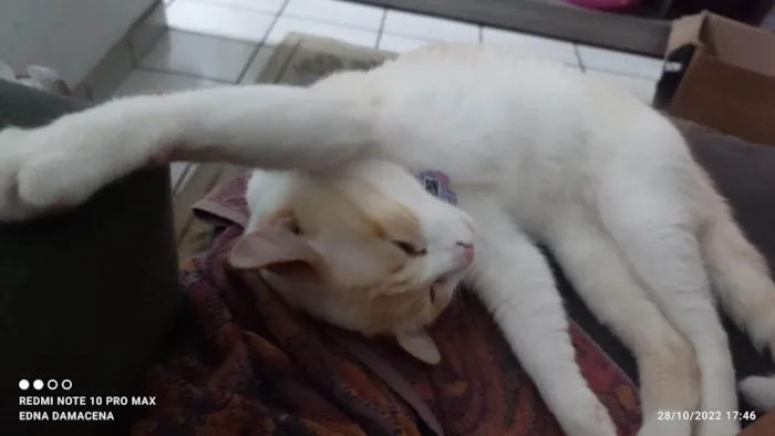 Gato ra a SRD-ViraLata idade 2 anos nome Snow