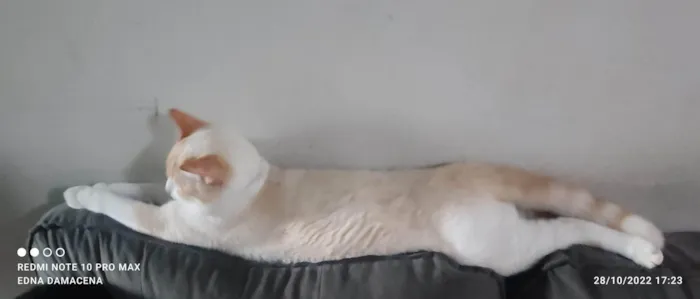 Gato ra a SRD-ViraLata idade 2 anos nome Snow