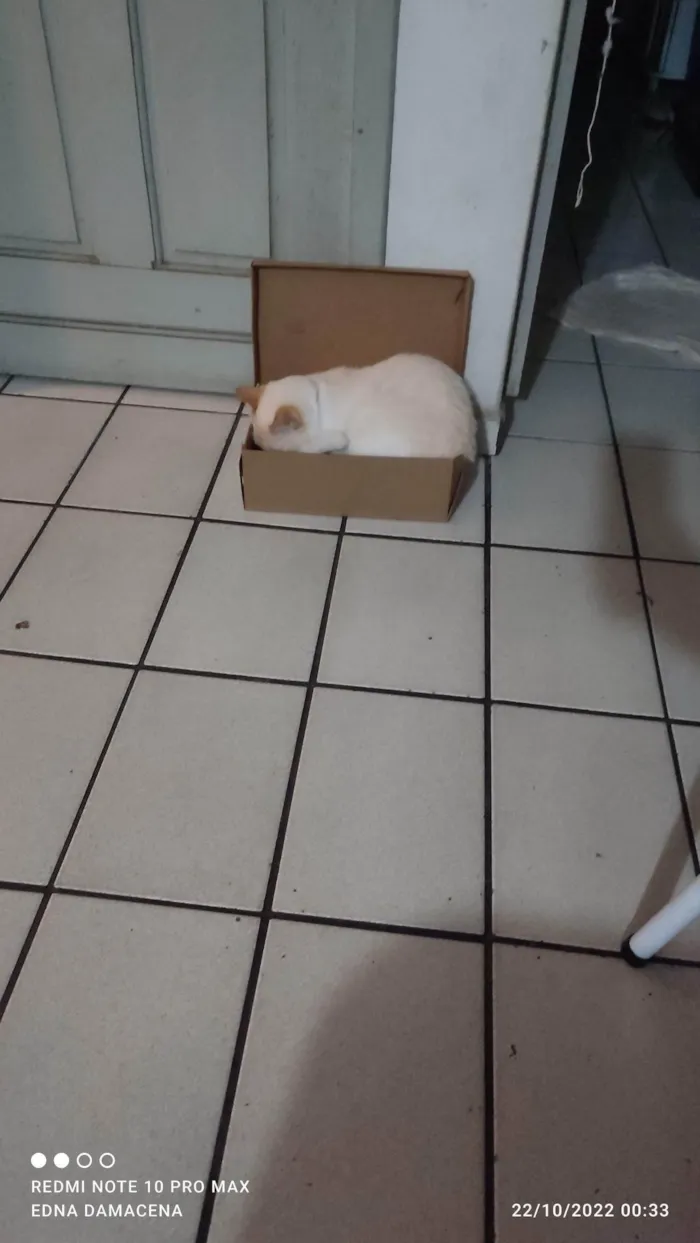 Gato ra a SRD-ViraLata idade 2 anos nome Snow