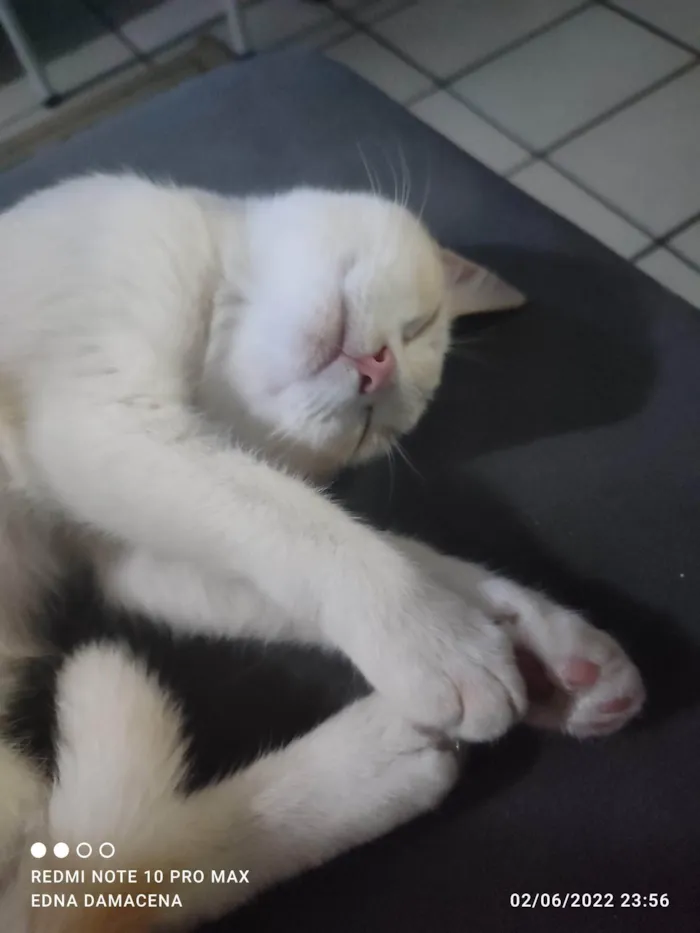 Gato ra a SRD-ViraLata idade 2 anos nome Snow
