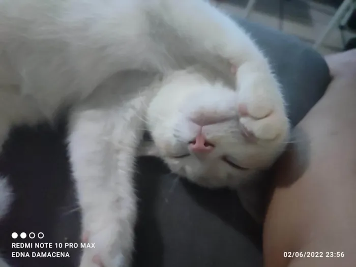 Gato ra a SRD-ViraLata idade 2 anos nome Snow