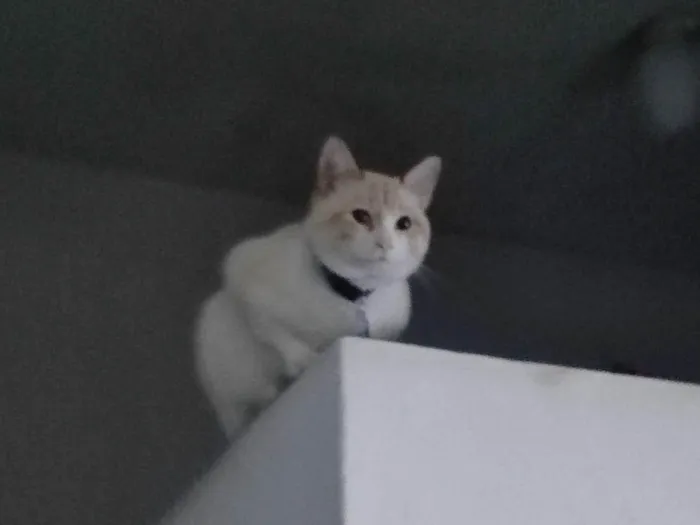 Gato ra a SRD-ViraLata idade 2 anos nome Snow
