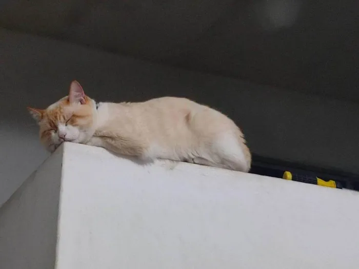 Gato ra a SRD-ViraLata idade 2 anos nome Snow