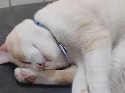 Gato raça SRD-ViraLata idade 2 anos nome Snow