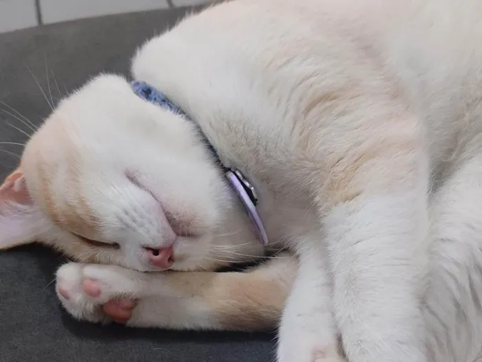 Gato ra a SRD-ViraLata idade 2 anos nome Snow