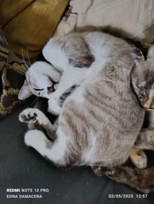 Gato raça SRD-ViraLata idade 1 ano nome Maze
