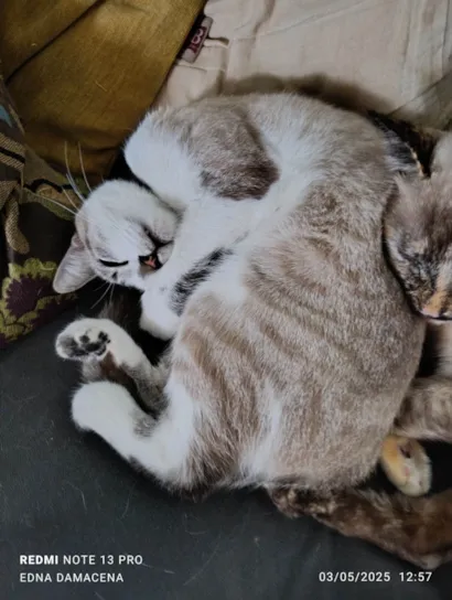 Gato raça SRD-ViraLata idade 1 ano nome Maze