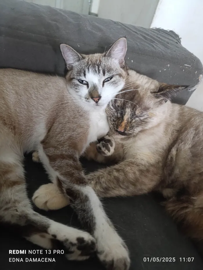 Gato ra a SRD-ViraLata idade 1 ano nome Maze