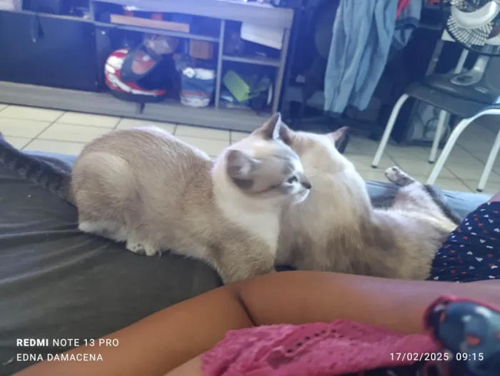 Gato ra a SRD-ViraLata idade 1 ano nome Maze