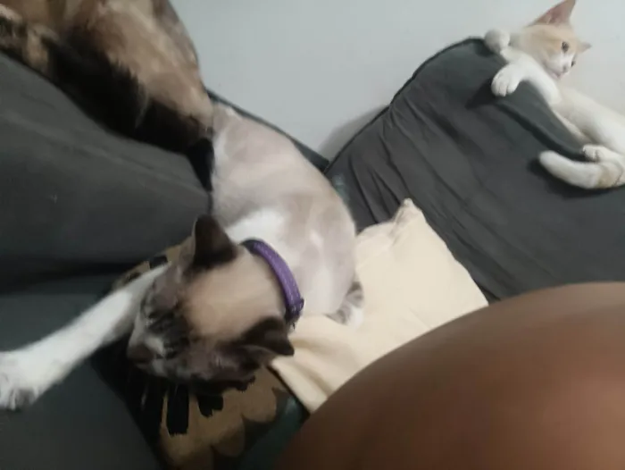 Gato ra a SRD-ViraLata idade 1 ano nome Maze