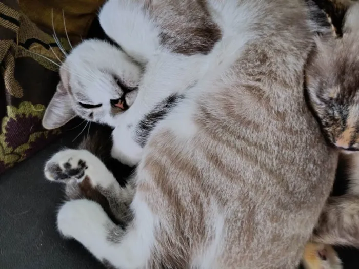 Gato ra a SRD-ViraLata idade 1 ano nome Maze