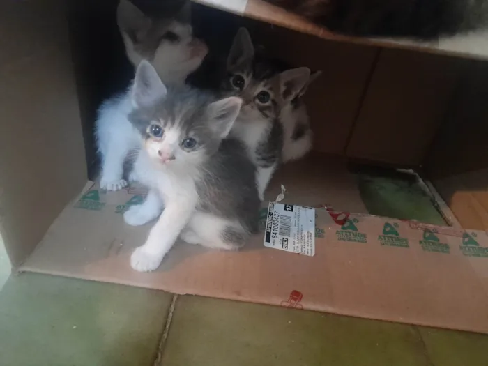 Gato ra a SRD-ViraLata idade Abaixo de 2 meses nome Bebes