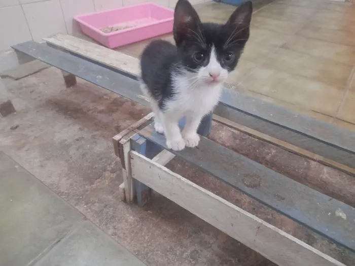 Gato ra a SRD-ViraLata idade Abaixo de 2 meses nome Bebes