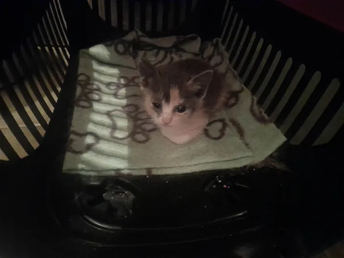 Gato ra a SRD-ViraLata idade Abaixo de 2 meses nome Bebes