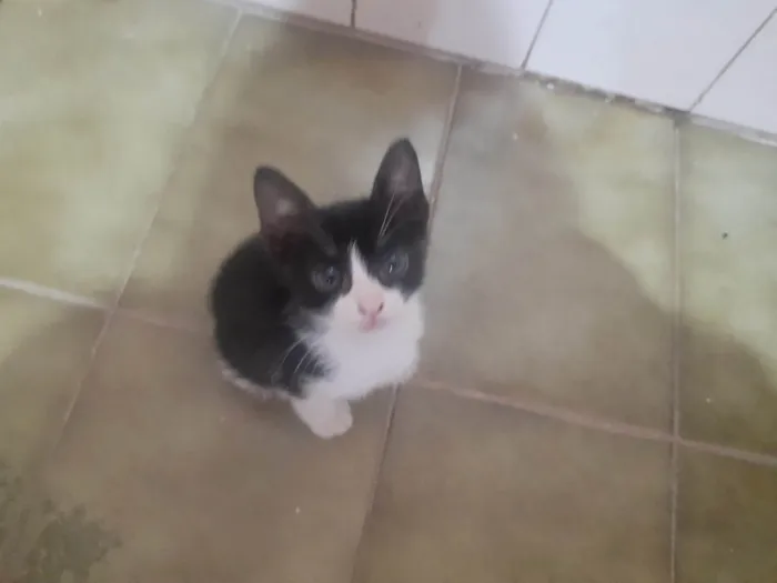 Gato ra a SRD-ViraLata idade Abaixo de 2 meses nome Bebes