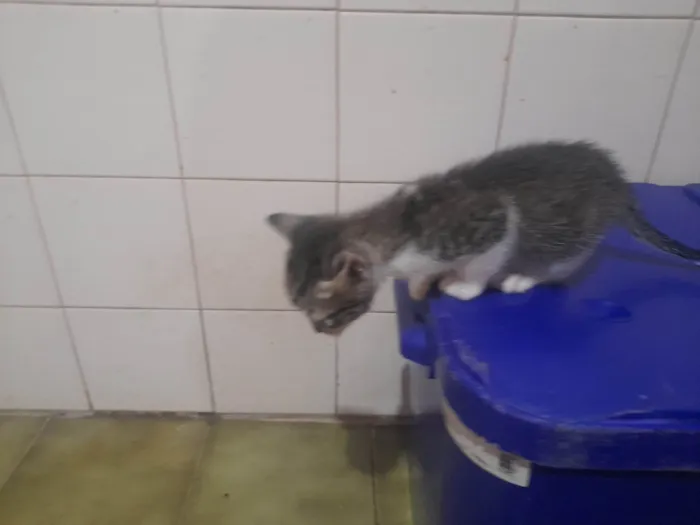 Gato ra a SRD-ViraLata idade Abaixo de 2 meses nome Bebes