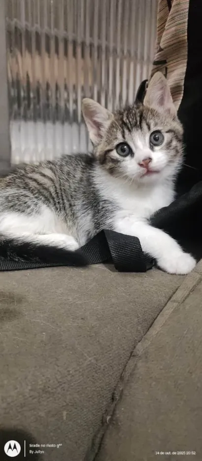 Gato raça SRD-ViraLata idade 2 a 6 meses nome Macho