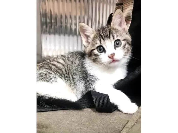 Gato ra a SRD-ViraLata idade 2 a 6 meses nome Macho