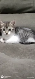 Gatinho