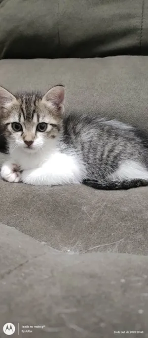 Gato raça SRD-ViraLata idade 2 a 6 meses nome Gatinho