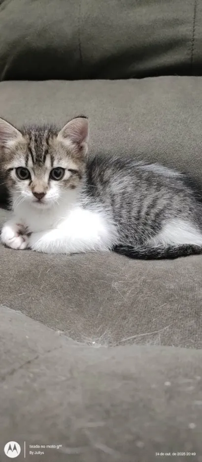 Gato raça SRD-ViraLata idade 2 a 6 meses nome Gatinho