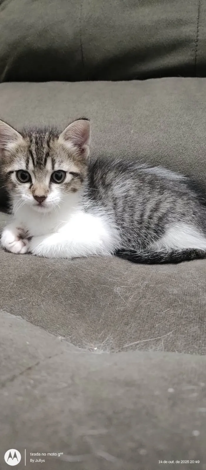 Gato ra a SRD-ViraLata idade 2 a 6 meses nome Gatinho