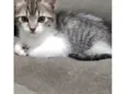 Gatinho