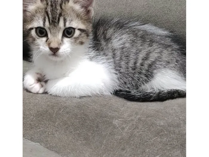 Gato ra a SRD-ViraLata idade 2 a 6 meses nome Gatinho