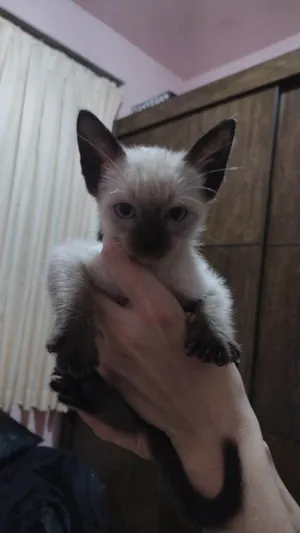 Gato raça Siamês idade Abaixo de 2 meses nome Pitico