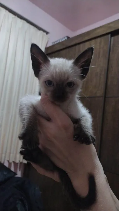 Gato raça Siamês idade Abaixo de 2 meses nome Pitico