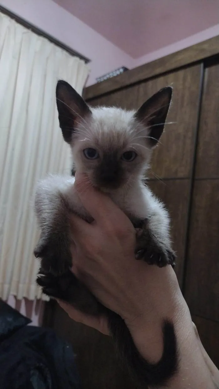Gato ra a Siamês idade Abaixo de 2 meses nome Pitico