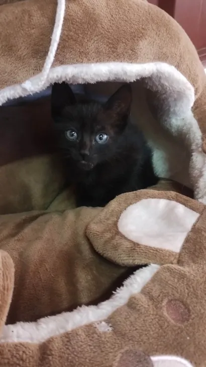 Gato raça SRD-ViraLata idade Abaixo de 2 meses nome Princesa