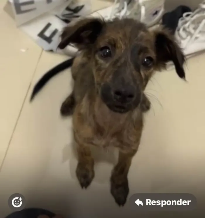 Cachorro ra a SRD-ViraLata idade 2 a 6 meses nome Morgana