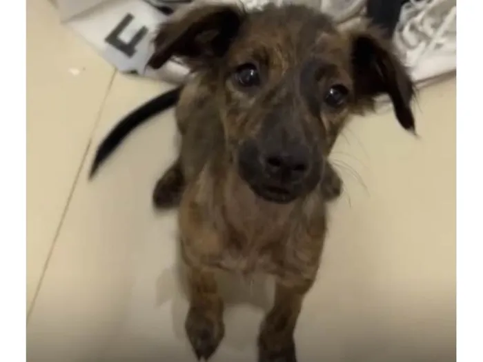 Cachorro ra a SRD-ViraLata idade 2 a 6 meses nome Morgana